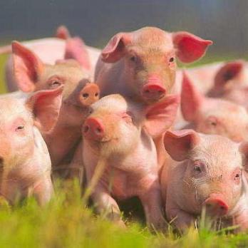 Где проверить мясо свиней на заразу
